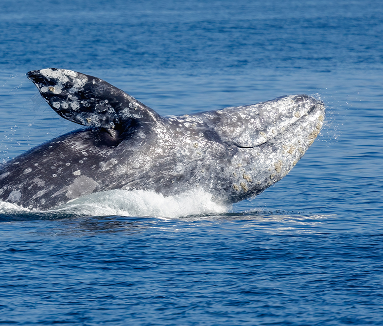 a whale swimming in the water